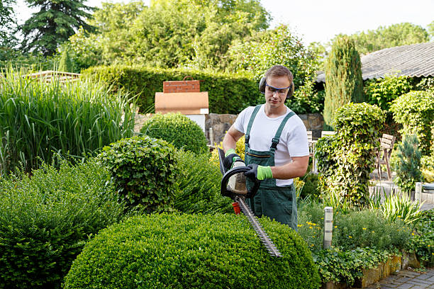 How Our Tree Care Process Works  in  Arcadia, WI